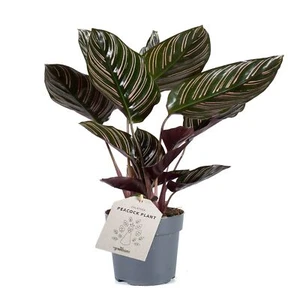 Calathea ornata Sanderiana 30-40 cm Korbmarante Zimmerpflanze Grünpflanze Tierfr - Bild 1 von 2