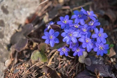 Hepatica - Hepatica spp.Perennial Live Bare Root Garden Plant - Image 1 of 4