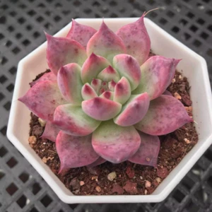 Planta Suculenta Hogar Maceta Jardín Decoración Hermosa Planta 5-6cm - Imagen 1 de 13