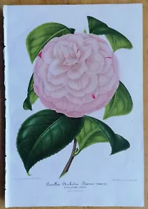 Camellia Archiduc Etienne - Van Houtte Botany - 1852 - Picture 1 of 1