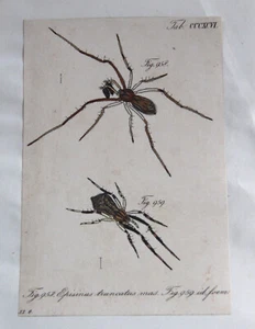 Episinus Truncatus Original 1840s Hand Coloured Print- SPIDER-CL Koch - Picture 1 of 2