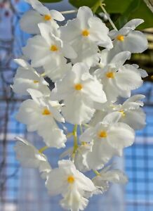 petaloid "Hsinying"  "GM/JOGA     NEAR BLOOMING SIZE Dendrobium farmeri  fma