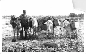 Real Photo Postcard Arizona AZ Wanderers of the Wastelands Donkeys Frashers RIP - Picture 1 of 2