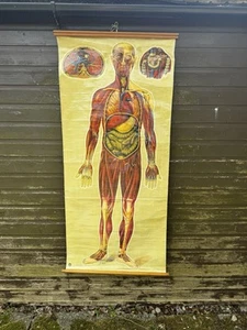 Vintage GANZKÖRPER MUSKULATUR Schultafel Anatomie medizinische Tabelle - Bild 1 von 20