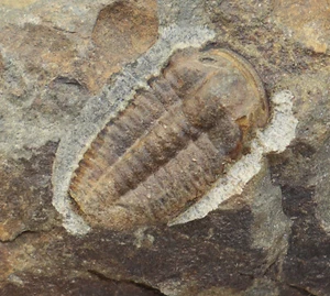 Trilobit, Ellipsocephalus hoffi, Kambrium, Jince, Tschechische Republik -f620 - Picture 1 of 4