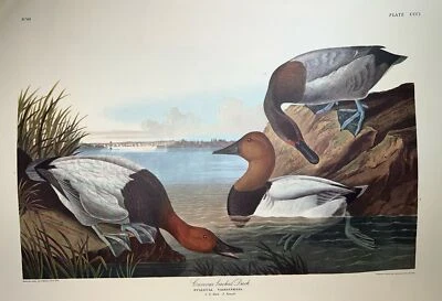 "Impresión giclee 21"" x 16"" con respaldo de lienzo de Pato por J.J. Audubon Birds of America" Foto 1 de 4