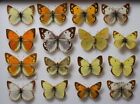 Very+good+Mixture+of+16+Colias+Males+and+Females
