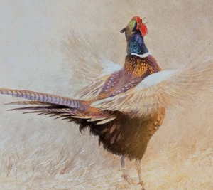 Robert Bateman RING-NECKED PHEASANT Vintage Wildlife Book Plate Art Print 18 - Picture 1 of 4