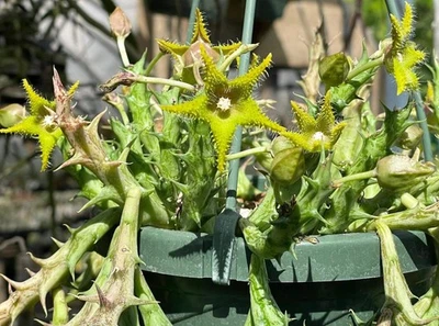 Orbea Dummeri Blooming 尺寸! 3.5 英寸锅很好滚轮准备挂篮! — 第 1/4 张图片