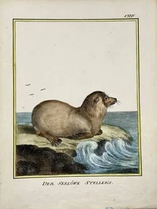 1816 León marino, mamífero, K. Schmidt 4 coloreado a mano, incunables de litografía - Imagen 1 de 2
