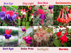 Fuchsia Live Plant, Well-Rooted Plug, Healthy Starter Plants For SALE