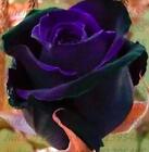(10) Rare Black Rose Seeds Perennial Flower Garden Bush Tea Usa Seller W/Track