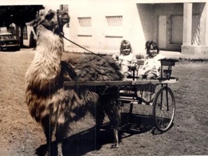 Foto d'epoca due giovani ragazze nel carrello tirate da Lama fotografia 5x7 pollici - Foto 1 di 4