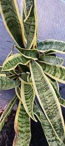 Sansevieria trifasciata Laurenti Succulent Mad Happenings Madagascar Africa - Picture 1 of 7