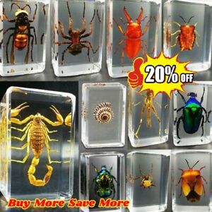 Collection Paperweight for Office Desk Decor Insect In Resin Animal