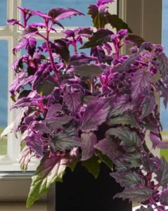 Purple Passion Plant (Gynura aurantiaca)-Live Starter Plant READ LISTING - Picture 1 of 4
