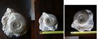 Ammonite Fossile (Origin:Caen,France) Size Of Ammonite: 10Cmx10cm With Stand!