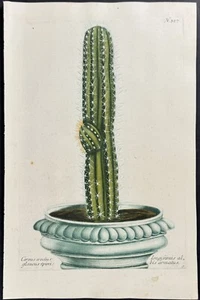Weinmann - Cactus. Grabado mezzotint 357 - 1737 - Imagen 1 de 1