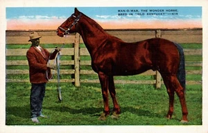 POSTCARD BRED IN KENTUCKY MAN-OF-WAR WONDER HORSE WITH TRANER - Picture 1 of 2