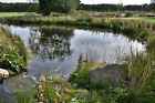 Photo 6x4 RHS Bridgewater: The Chinese Streamside Garden Worsley/SD7401  c2021