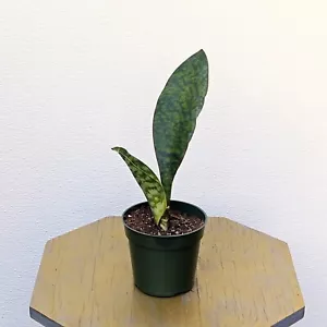 LIVE Sansevieria Snake Plant, Whale Fin, evergreen plant in 4" growers pot - Picture 1 of 6