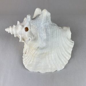 Large white Conch Shell, 9 in. length, 7 in. width, hole at top