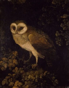 Moses Haughton : "An Owl" (1780-1790) - Giclee Fine Art Print - Picture 1 of 7