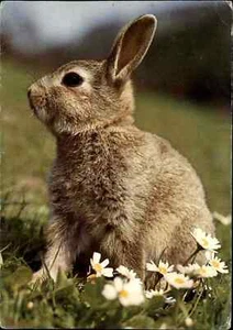 Spenden-AK Jugendherbergs-Spende Motiv Tiere Postkarte Zwergkaninchen Kaninchen - Bild 1 von 2