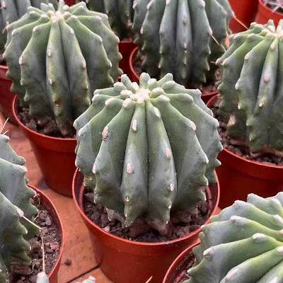 5'' Ferocactus Glaucescens Nuda, Live Cactus Plants,Rare Plants - Image 1 of 4