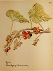 Edith Holden Berries of Black Bryony Botanical Print Vintage