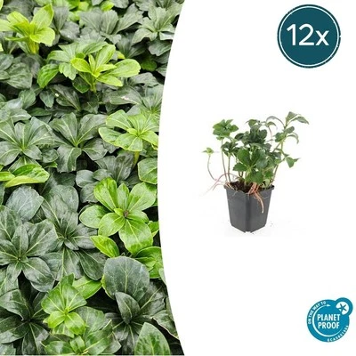 6, 12 o 20 piante di copertura del suolo - Pachysandra terminalis 'Green... - Immagine 1 di 4