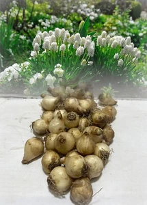1-100 MUSCARI BOTRYOIDES ALBUM (GRAPE HYACINTH) BULBS WHITE SPRING PERENNIAL - Picture 1 of 8