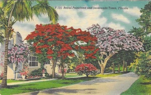 Vintage Florida Linen Postcard Royal Poinciana Jacaranda Trees Temperature Today - Picture 1 of 2
