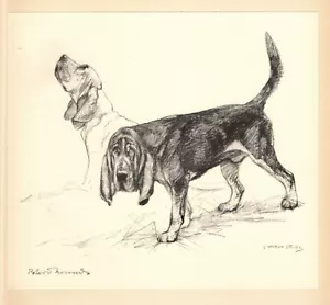 1938 Antica Stampa Bloodhound Vernon Stokes Bloodhound Illustrazione Art 5888s - Foto 1 di 2
