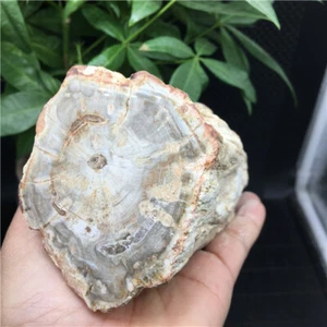888g Beautiful Petrified Wood Fossil Slice Crystal Freeform Madagascar  X598 - Picture 1 of 11