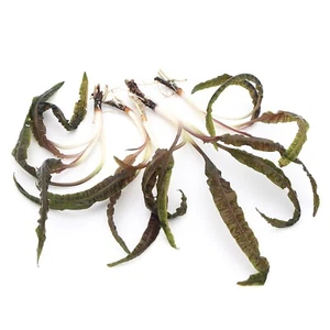 5x Cryptocoryne Balansae Live Aquarium Plants Tropical Aquascaping K2AQUA - Picture 1 of 2