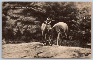 Ansichtskarte Maine Woods Bock und Reh Hirsch RPPC ohne Rückseite um 1910 antik s/w - Bild 1 von 4