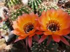 lobivia jajoiana ?v. glauca -- 20 SEEDS RARE cactus cacti cactus seeds