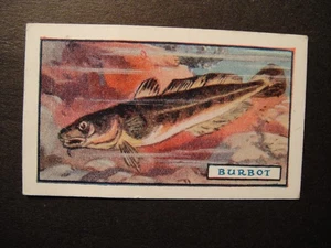 GODFREY PHILLIPS CIGARETTES FRESHWATER COARSE SEA FISH THE BURBOT #18 - Picture 1 of 2