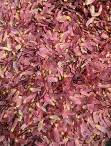 Red Japanese Maple Tree Seeds - Acer Palmatum Atropurpureum - 50 Seeds - Picture 1 of 4