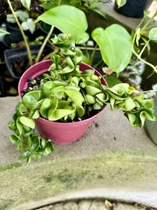HOYA COMPACTA ROPE - Picture 1 of 1
