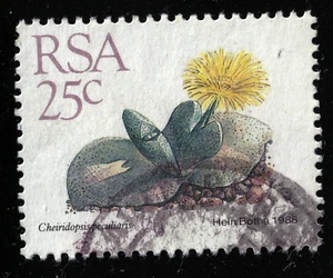 South Africa - 1988 - 35¢ - Succulents - Cheiridopsis peculiaris - #18195 - Picture 1 of 1