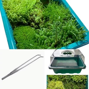 Live Moss in Propagation Box + Terrarium Tweezers - 14cm x 18cm - Premium Grade - Picture 1 of 19