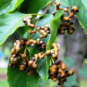 Hovenia Dulcis - 10 Seeds - Japanese Raisin Tree - Picture 1 of 2