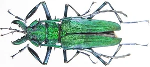 Insect - CERAMBYCIDAE Psalidognathus friendi - Colombia - Male 57mm ....!! - Picture 1 of 1