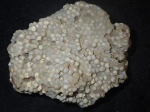 Honeycomb Fossil Favosite - Picture 1 of 4