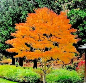 15 SEMILLAS DE ARCE JAPONÉS KOTO NO ITO - Acer palmatum 'Koto no ito' - Imagen 1 de 8