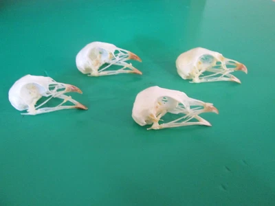 Настоящие домашние черепа перепелов (x4) Coturnix Japonica - Изображение 1 из 4