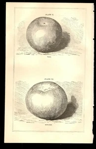 Salón Comisionado de Agricultura 1869 - Edwards Apples - Imagen 1 de 1