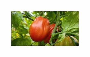 30x Pomodori Tomaten Cuor di Bue Ochsenherz Gemüse Pflanzen - Samen KS406 - Picture 1 of 6